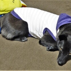 「迷い犬（後編）」サムネイル2