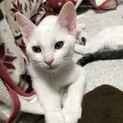 捨て猫3兄弟　全身まっ白　元気なオス