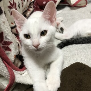 捨て猫3兄弟　全身まっ白　元気なオス