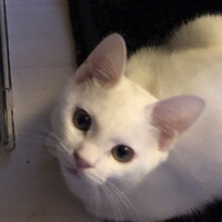 ゆま