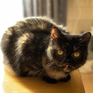 性格花丸♡エキゾチックショートヘアのラヴィちゃん♪