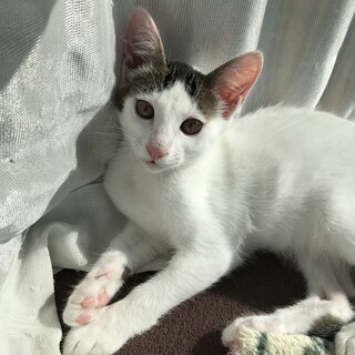 捨て猫3兄弟　白色柄入り　やんちゃなオス