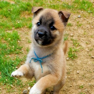 可愛い甘えん坊　タンタン　1ヶ月半