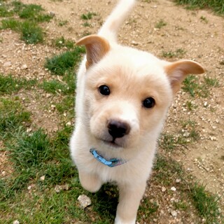 元気で可愛い　テテくん　1ヶ月半