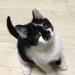 里親決定しました