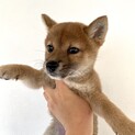 柴犬2ヶ月半の里親を募集します