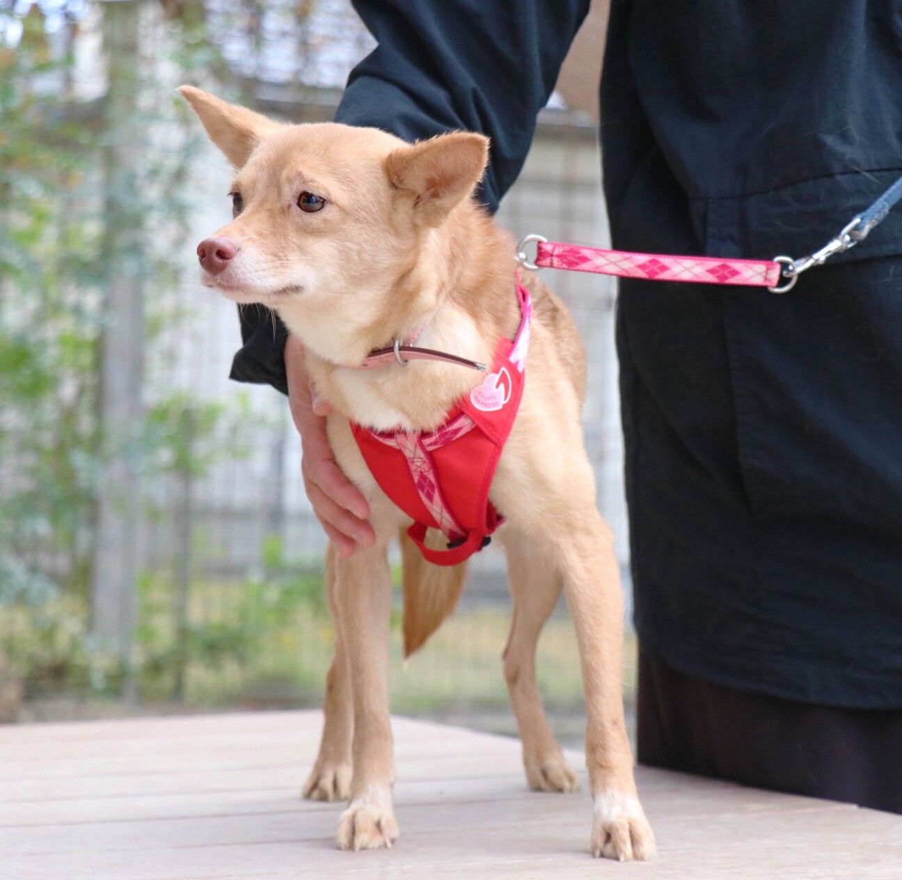 【全国対応】小柄なベルちゃん♡ サムネイル2