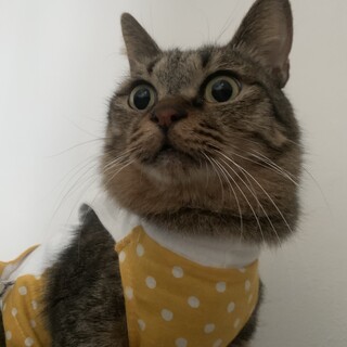 一緒に同じ枕で寝れます！活発で瞳の大きい男の子！