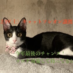 ＊子猫と大人猫＊キャットソシオン譲渡会