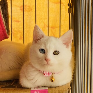 オッドアイの女の子と兄妹