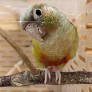 募集終了パイナップルウロコインコ 生後半年