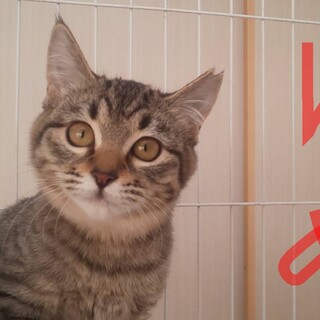 そっくりな三姉妹の中の可愛い夢ちゃん