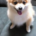 ポメ　たわし6歳　