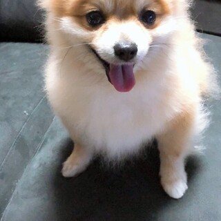 ポメ　たわし6歳　