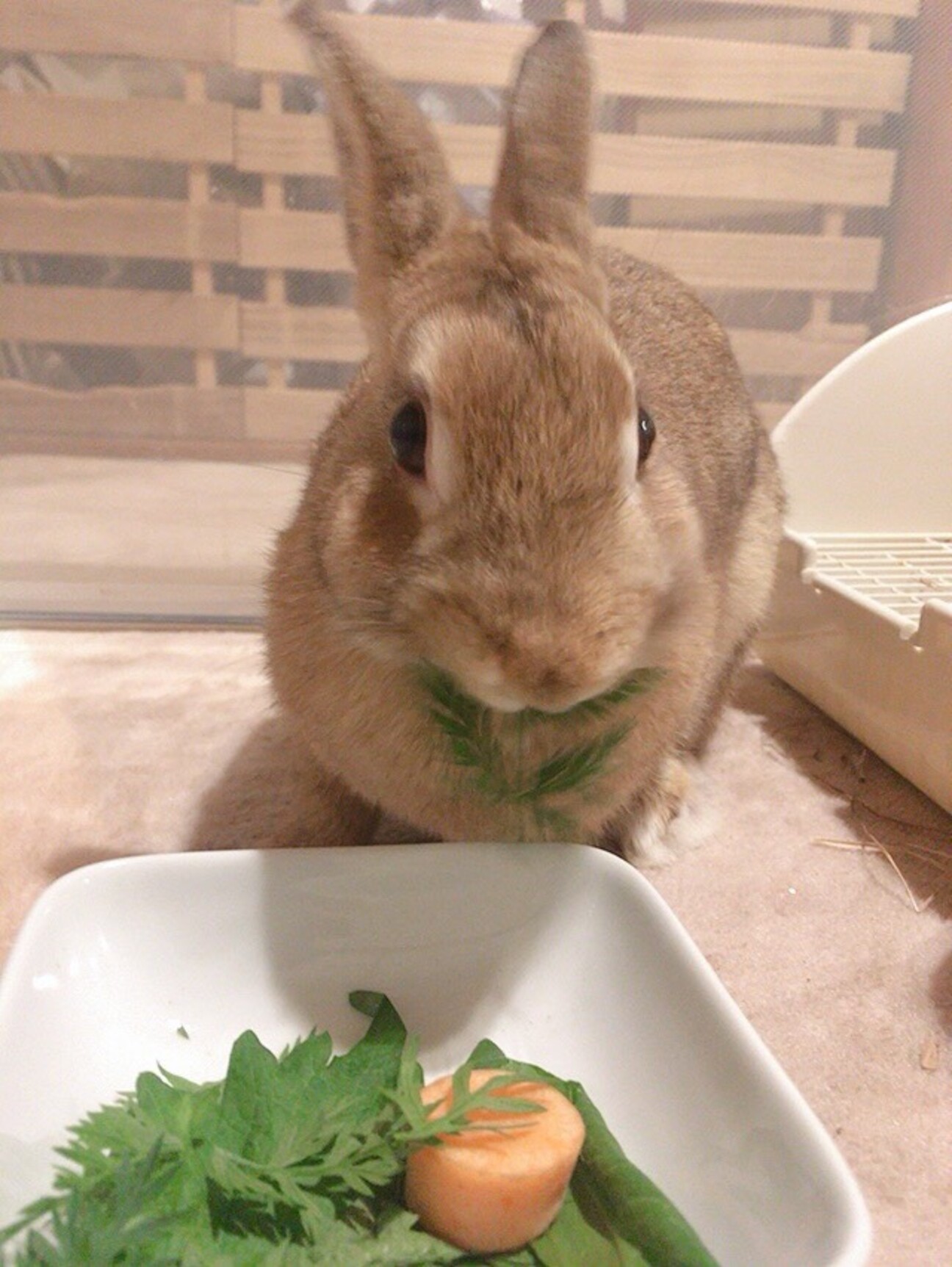 保護うさぎ チョコちゃん 兵庫県 小動物の里親募集 ペットのおうち 月間利用者150万人