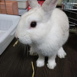 保護うさぎ あやくん(かくれんぼーず)