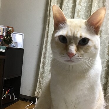 こげ茶さん、チュールピッツってなんじゃーおいしそうにゃ！