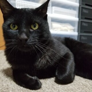 ショボい尻尾がチャームポイント♪