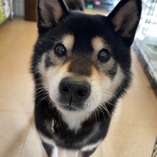 柴犬♂とんぼ 推定6〜7歳