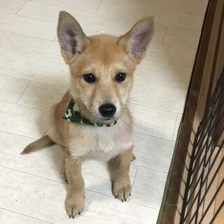 里親様決定★おこめ君★２ヶ月