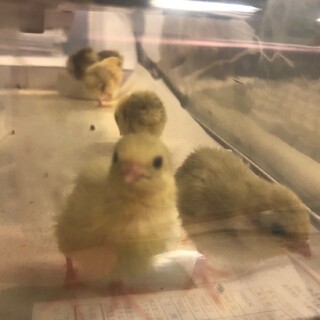 ひめうずらひな