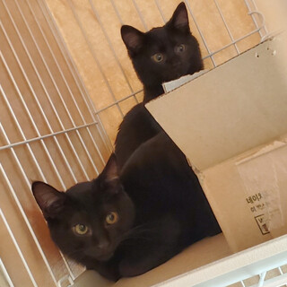 黒仔猫　お目目クリクリ兄妹