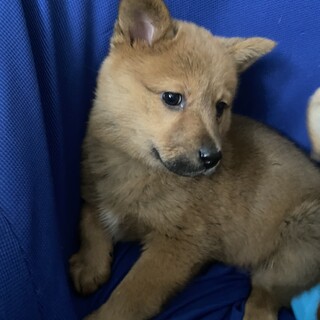 里親様決定★ララ★２ヶ月女の子