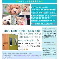 保護犬に会いにきてね♡ご縁探し会♡