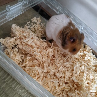 ゴールデンハムスター　♂