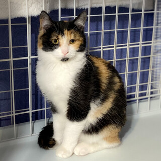 おっとりフレンドリーな半長毛☆ミクちゃん4ヶ月