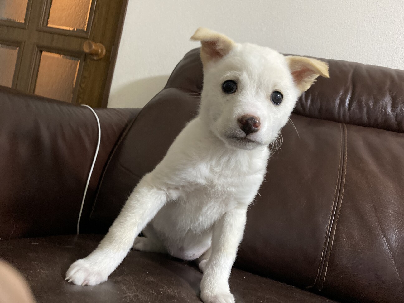 里親様決定 Youtub 山口県 犬の里親募集 ペットのおうち 月間利用者150万人