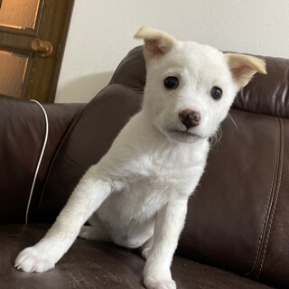 里親様決定！YouTube動画有り可愛い子犬2匹