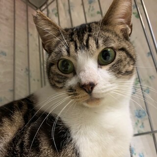 【明日12/20譲渡会】ダイくん