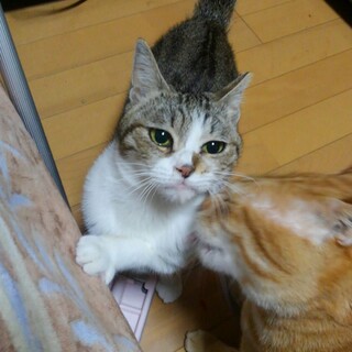 人馴れ抜群の小柄なキュートな女の子