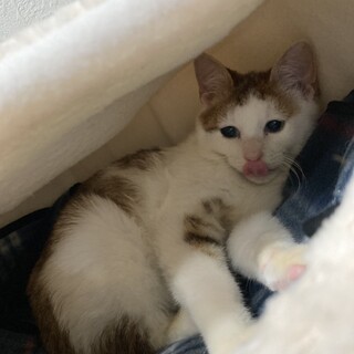 里親様が決まりました♡有難うございました！