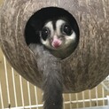 再掲載 フクロモモンガ