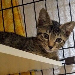 「保護猫クロスケの部屋さんとふぐぶりさん。」サムネイル1