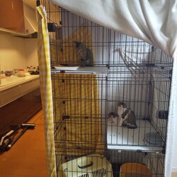 「保護猫クロスケの部屋さんとふぐぶりさん。」サムネイル2