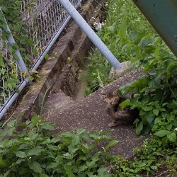 「保護猫クロスケの部屋さんとふぐぶりさん。」サムネイル3