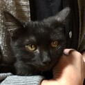 抱っこ大好き　甘えん坊な黒い子猫