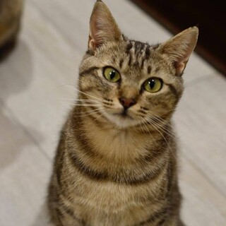 美しいアメショーの毛並みとキスしやすい、ダリア！