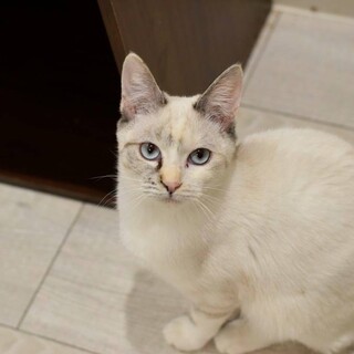 青い目をしたシャムミックスのクオーツ