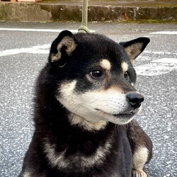日光の柴犬オス達