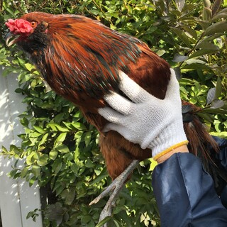 生後半年のアローカナ男の子と東京うこっけい女の子