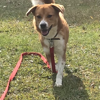 【募集一時停止中】タレ耳ののんびりした子です