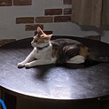 元気猫マコちゃんの里親さん募集！