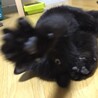 まる顔黒猫男の子です！ サムネイル3