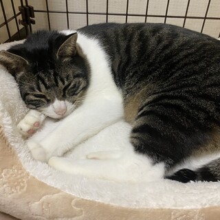 やっと室内に…ソルト君・人慣れOK。