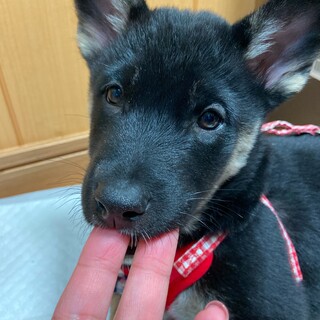 クララ☆2ヶ月の家族になってください。