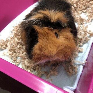 モルモットの男の子。人懐っこい可愛い子です